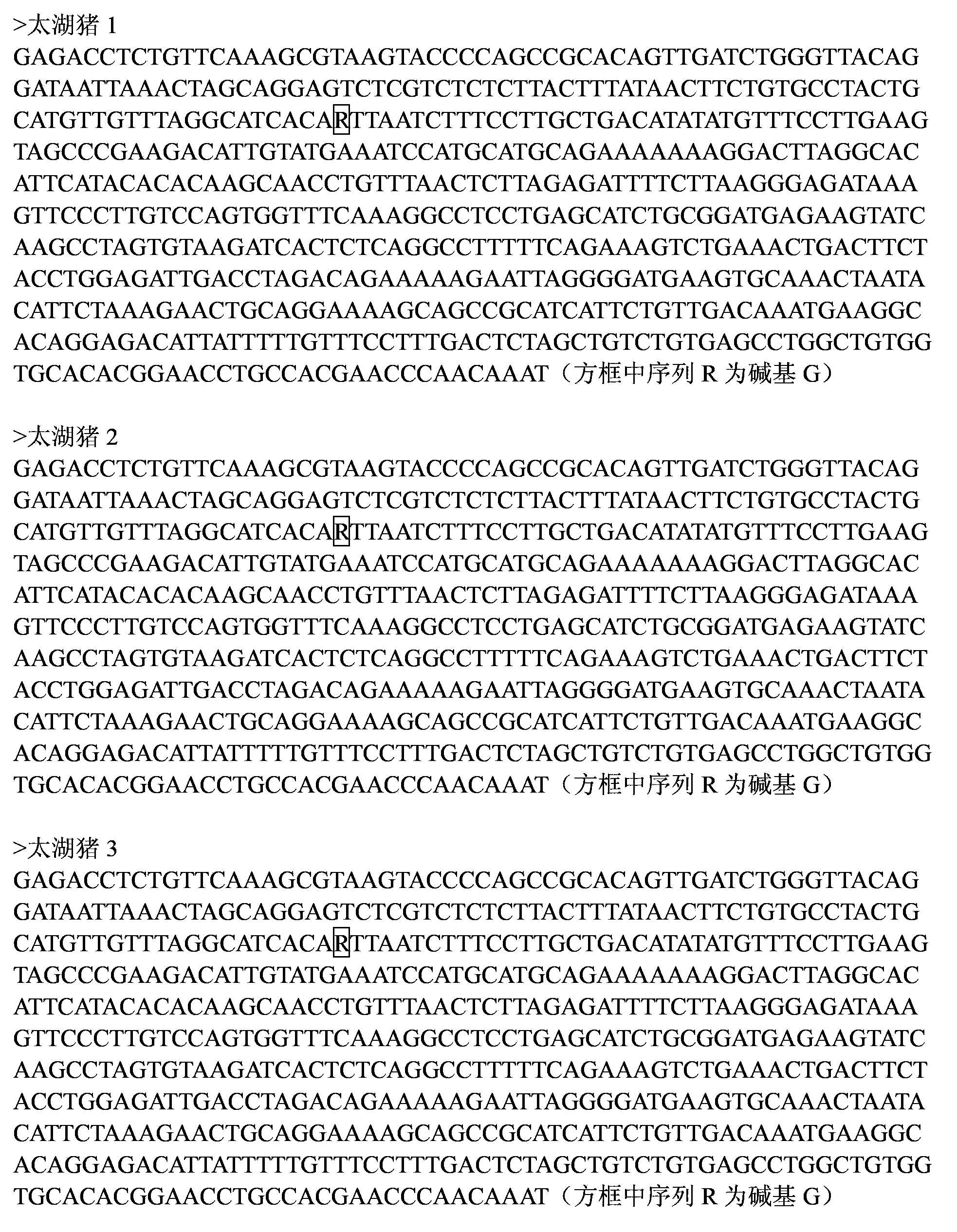 Genetic marker for character of litter size of pig utilizing WIF1 gene