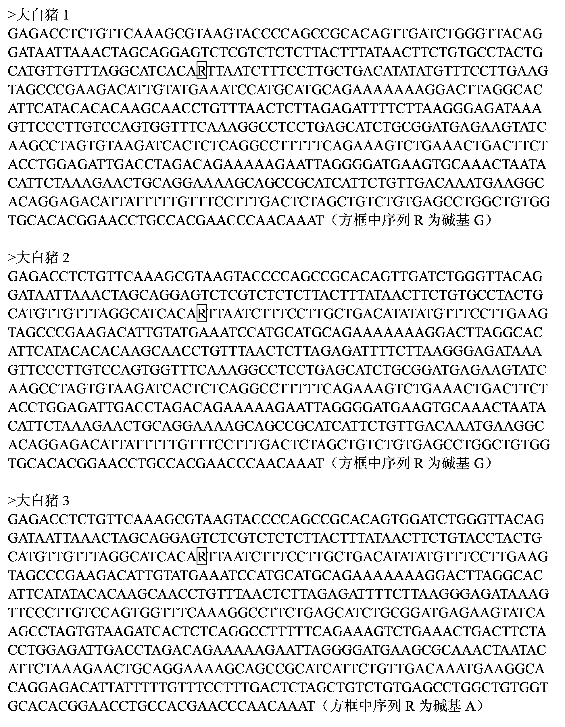 Genetic marker for character of litter size of pig utilizing WIF1 gene