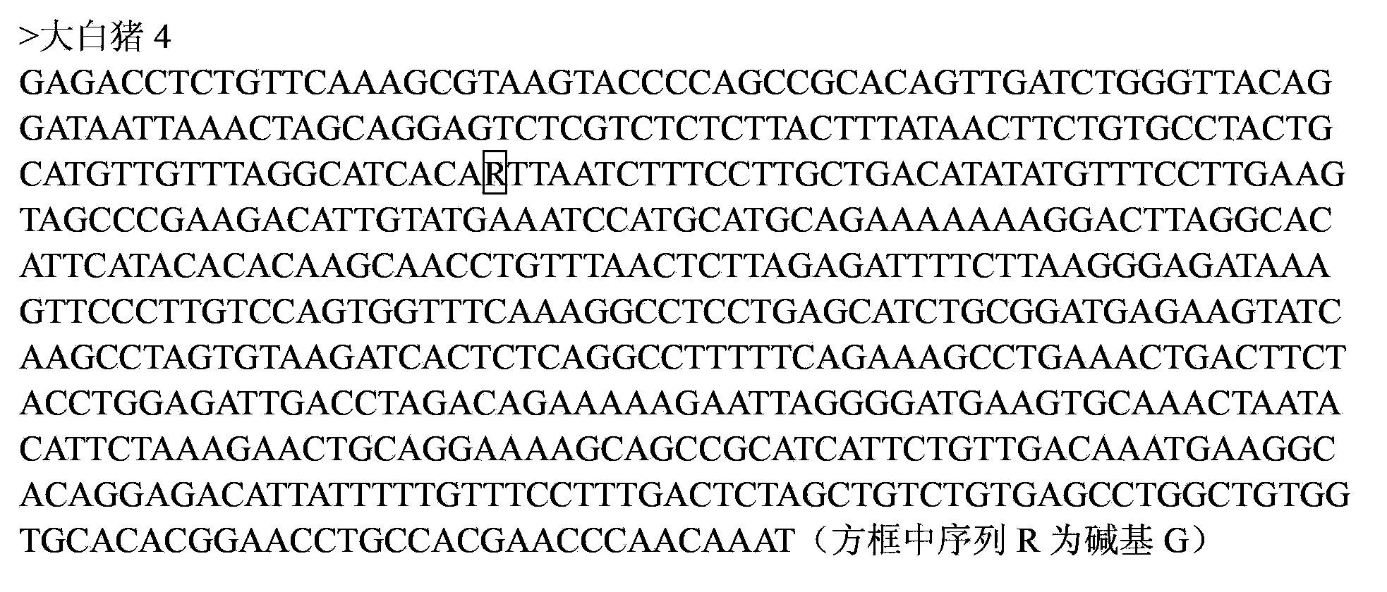 Genetic marker for character of litter size of pig utilizing WIF1 gene