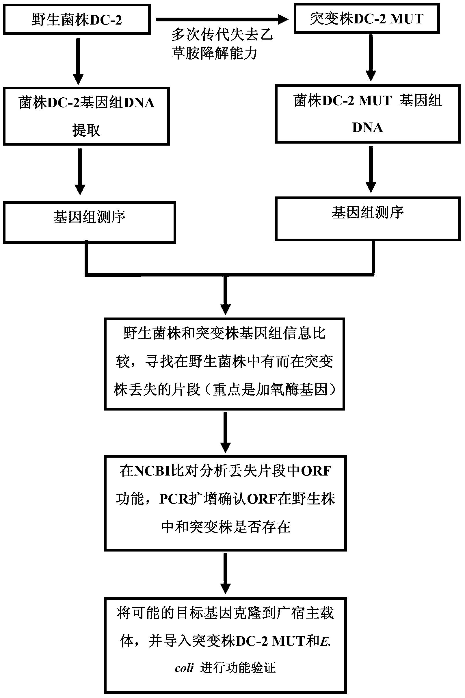 Oxygenase gene caceO as well as coded protein and application of oxygenase gene