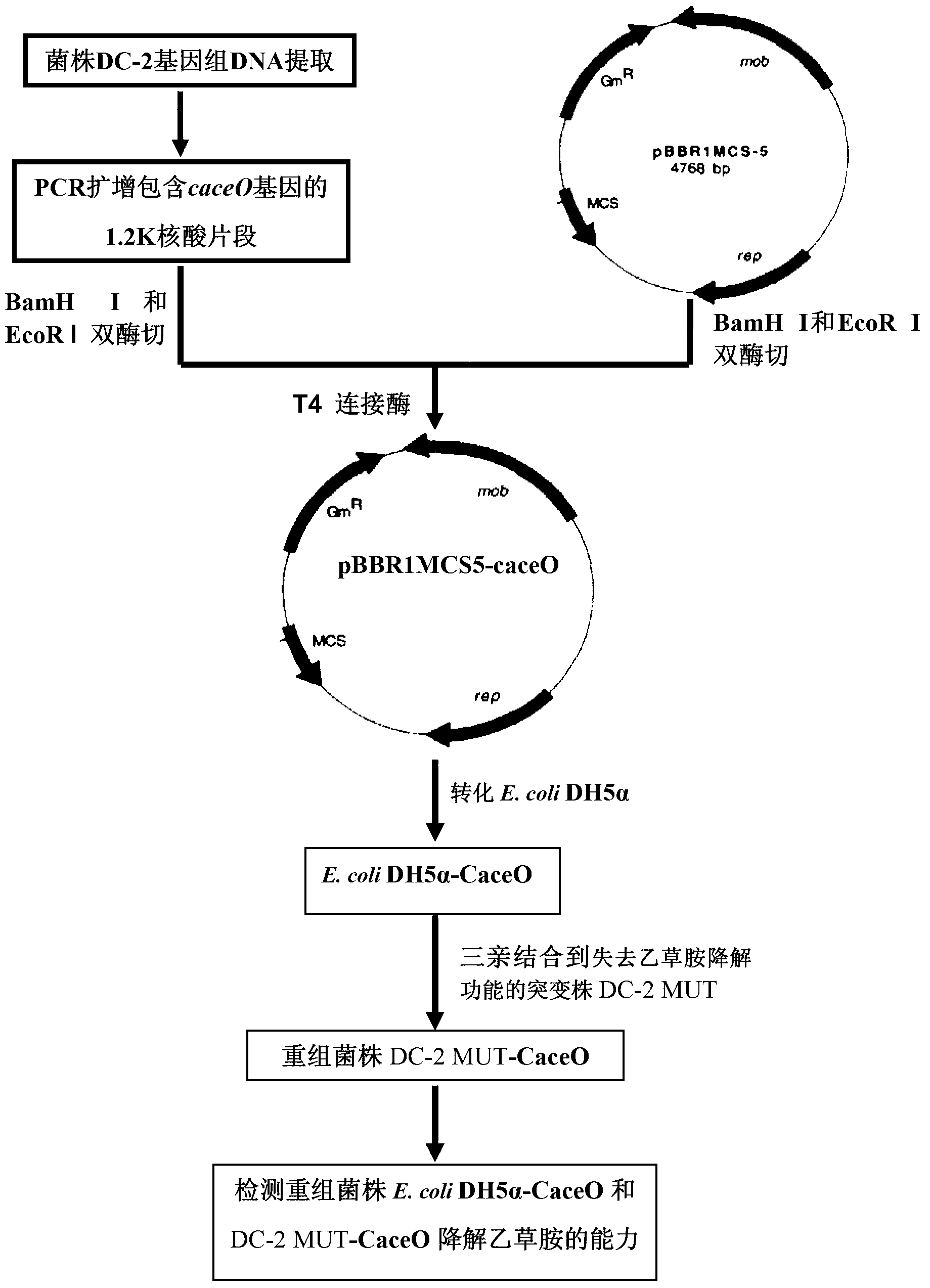 Oxygenase gene caceO as well as coded protein and application of oxygenase gene