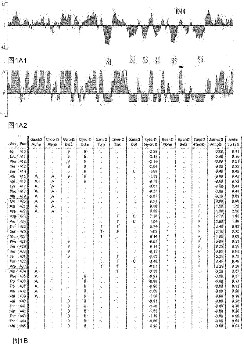 Human-derived voltage-gated potassium channel 1.3 immunogenic peptide fragment and application thereof