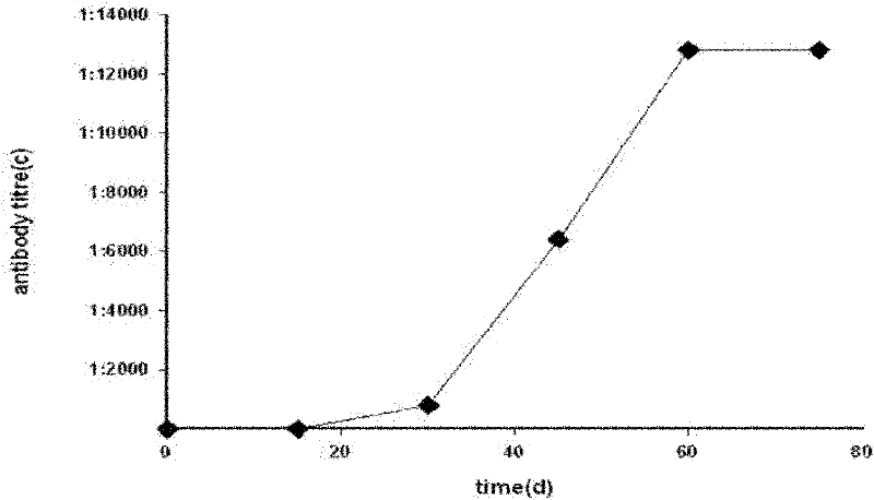 Human-derived voltage-gated potassium channel 1.3 immunogenic peptide fragment and application thereof