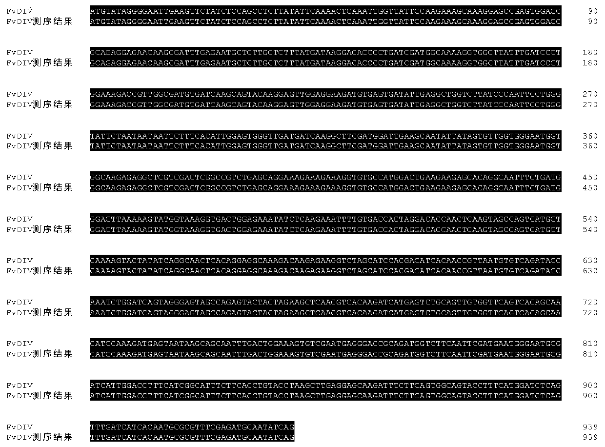 A kind of strawberry salt stress related gene fvdiv and its application