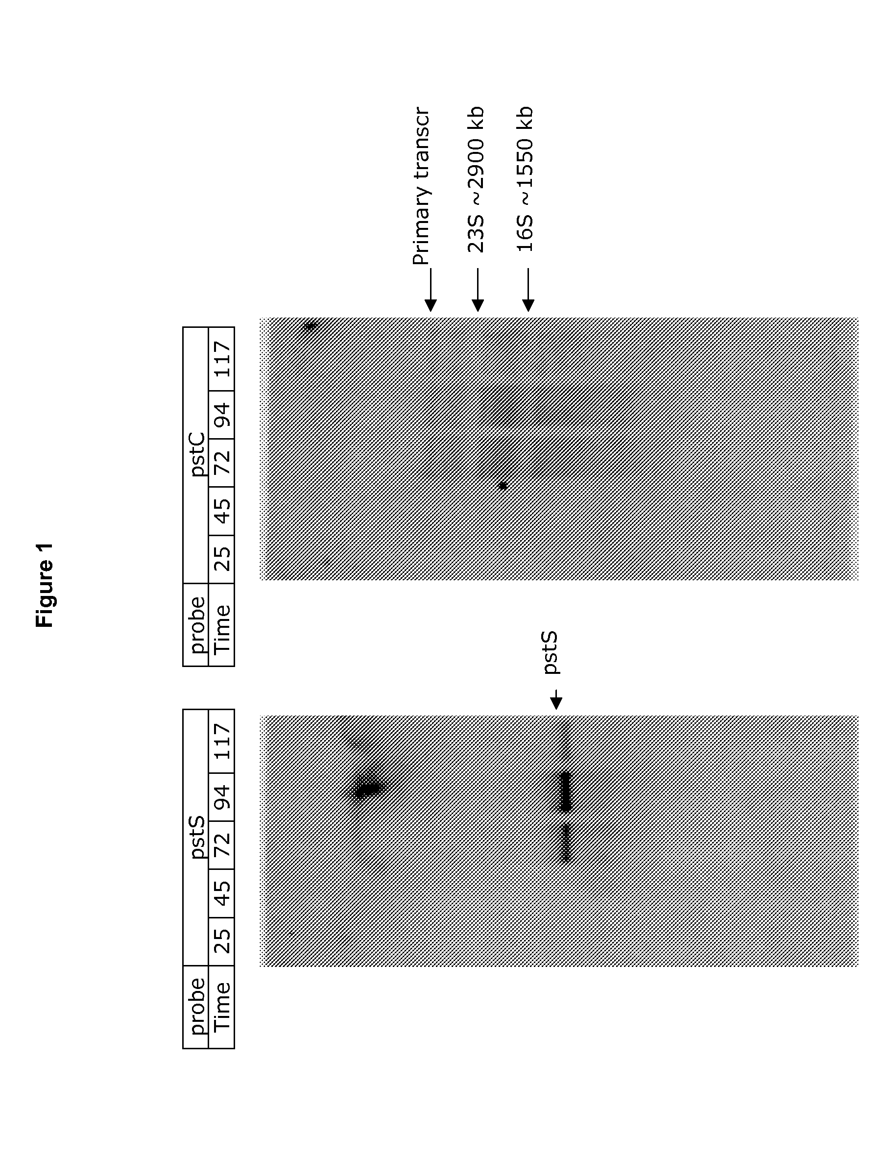 DNase Expression in Recombinant Host Cells