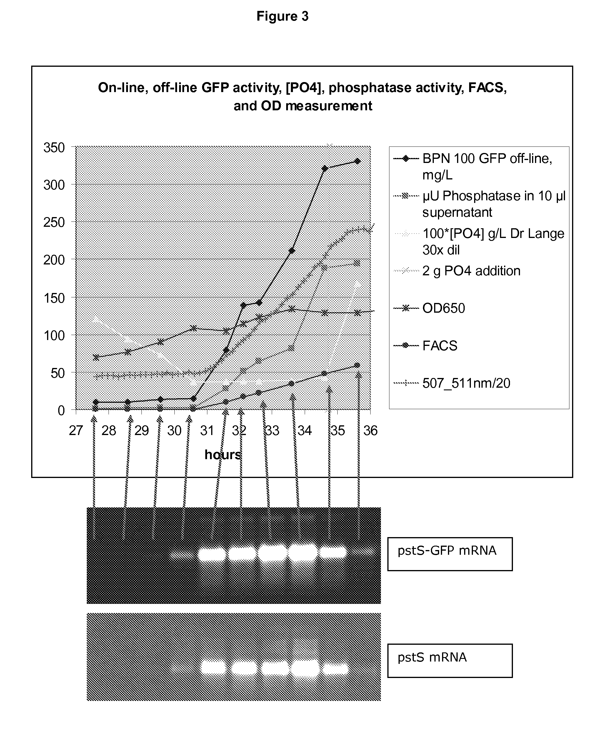 DNase Expression in Recombinant Host Cells