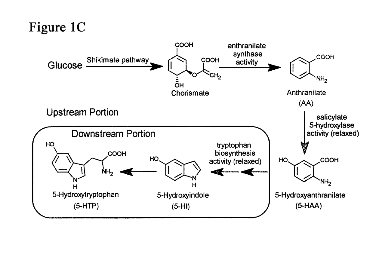 Precursor-directed biosynthesis of 5-hydroxytryptophan