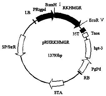 3-hydroxy-3-methylglutaryl coenzyme A reductase gene RKHMGR and application thereof