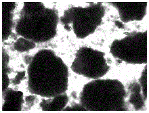 Method for rapidly culturing aerobic granular sludge