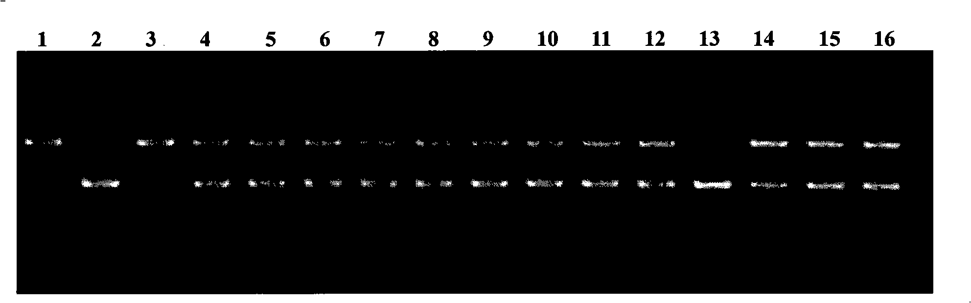 Method for breeding rice vairety with polymerized low-glutelin and rice stripe-resistance