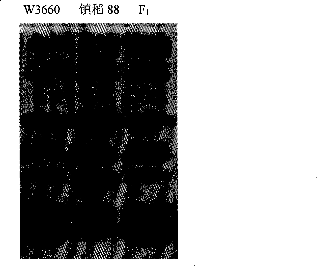 Method for breeding rice vairety with polymerized low-glutelin and rice stripe-resistance