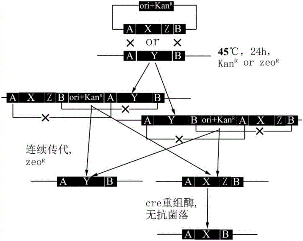 Method for transforming bacillus genome