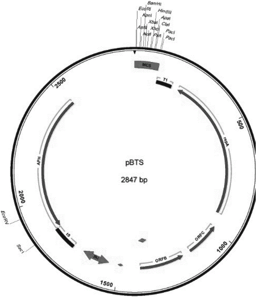 Method for transforming bacillus genome