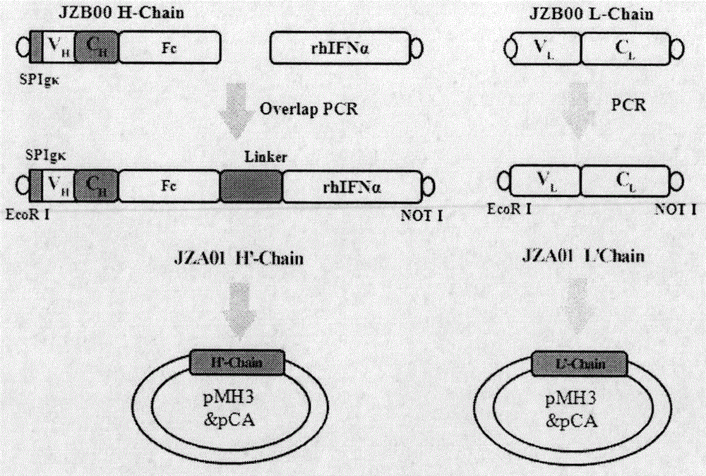 Preparation and application of cytokine fusion antibody