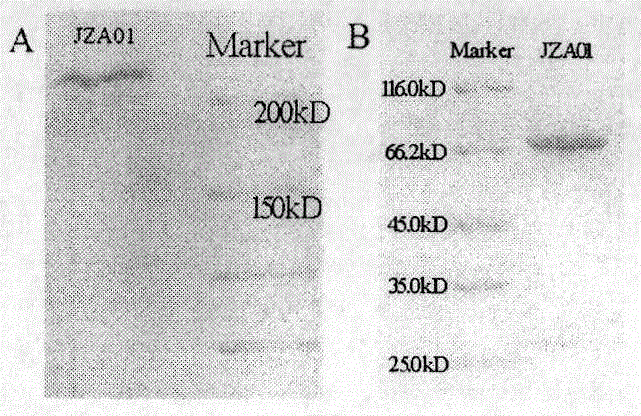 Preparation and application of cytokine fusion antibody