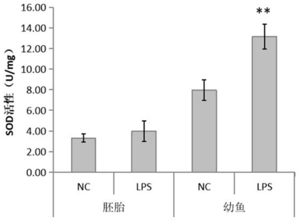 Method for determining repair degree of purple potato extract anthocyanin on oxidative damage in zebra fish bodies