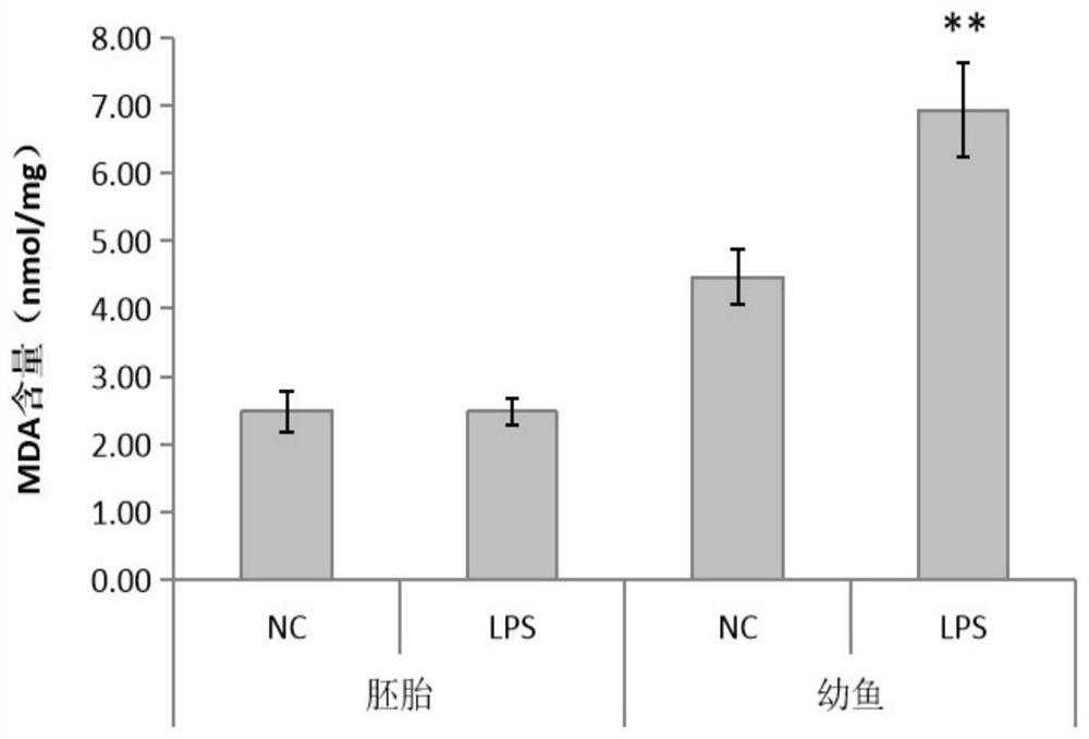 Method for determining repair degree of purple potato extract anthocyanin on oxidative damage in zebra fish bodies