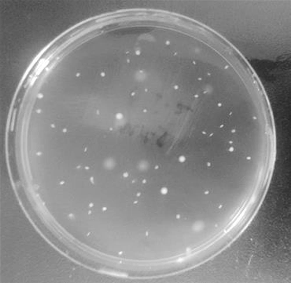 Lactobacillus buchneri and application thereof in preparation of low-moisture fermented feed