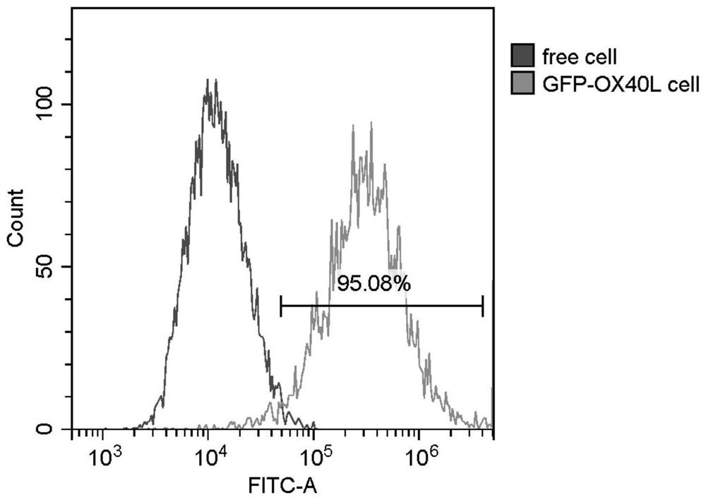 Preparation method and application of engineering bionic exosome for delivering specific protein