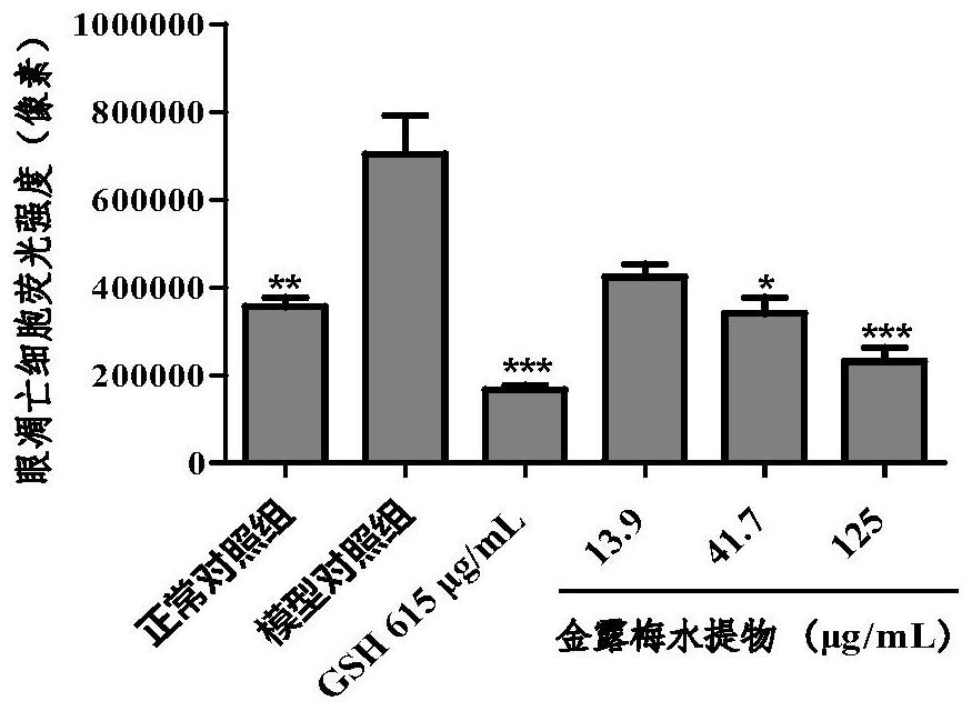 Application of potentilla fruticosa extract in inhibition of eye cell apoptosis