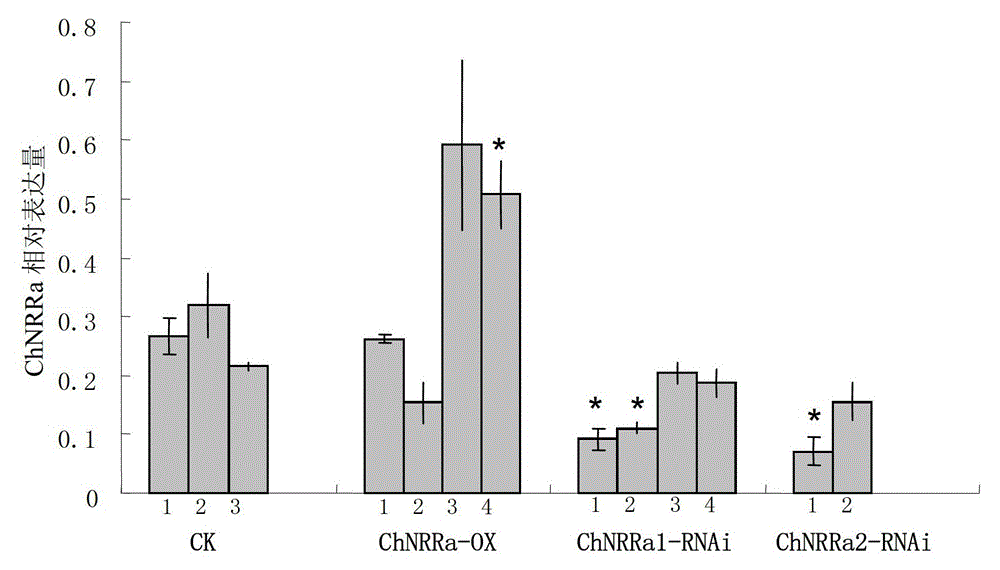 Application of chnrra protein or its encoding gene in regulating plant flowering time