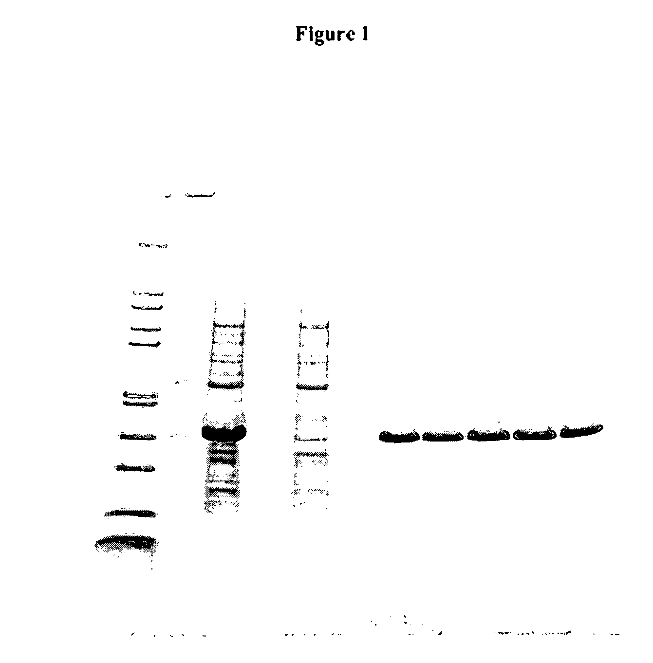 Chimeric fusion protein