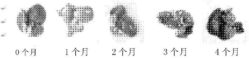 Method for establishing microcystin MC-LR promoted diethyl nitrosamine DEN induced rat liver cancer model