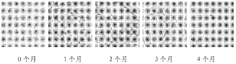 Method for establishing microcystin MC-LR promoted diethyl nitrosamine DEN induced rat liver cancer model