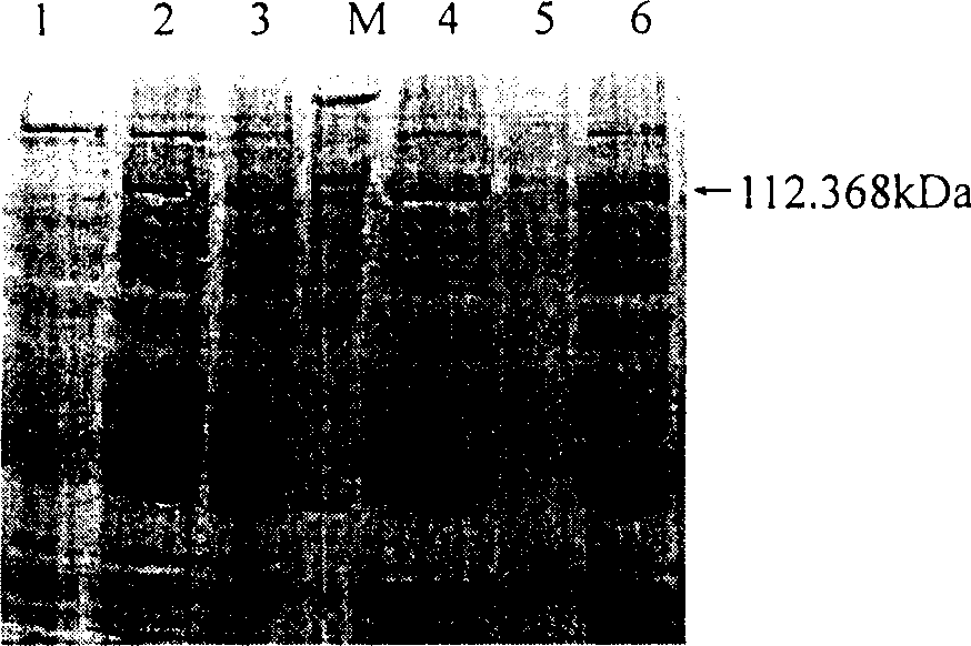 Food-poisoning fungus concatenated fusion mycinamicin and use thereof