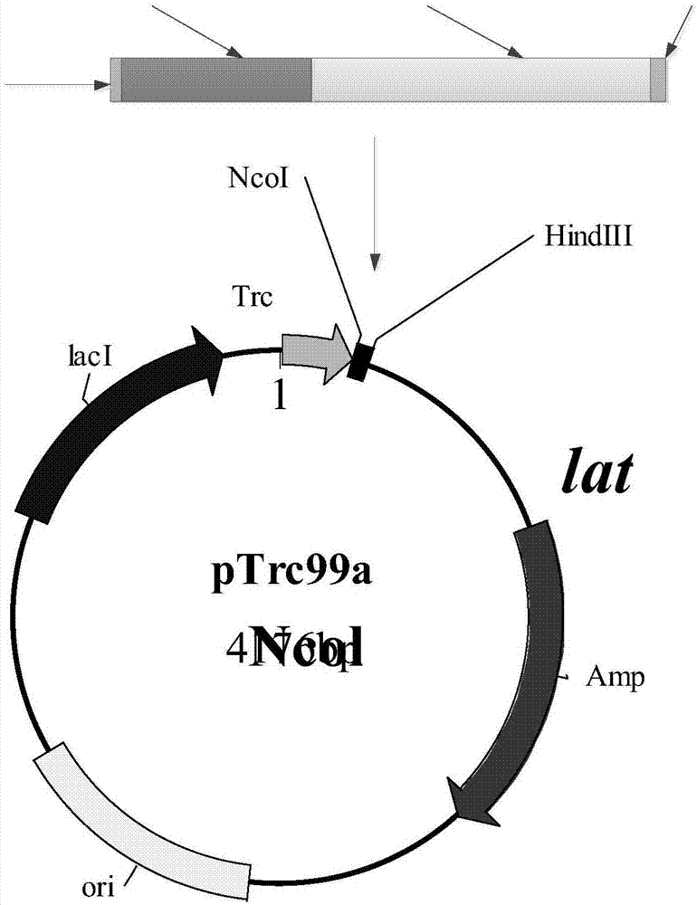 Method for using 4-hydroxyisoleucine to produce plasmids and strains and synthesizing method of 4-hydroxyisoleucine