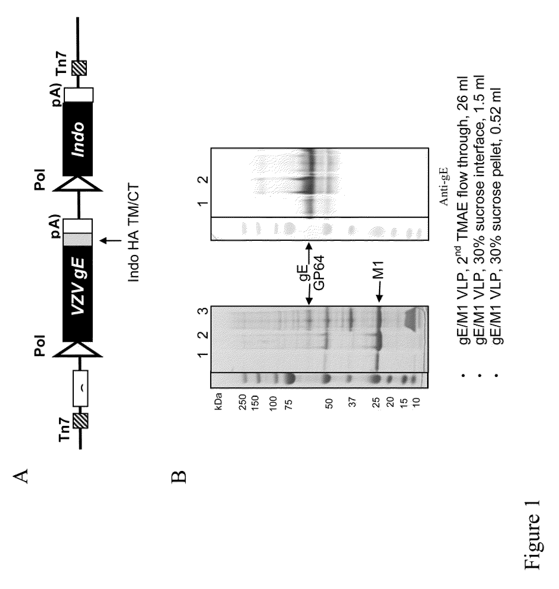 Chimeric varicella zoster virus virus-like particles