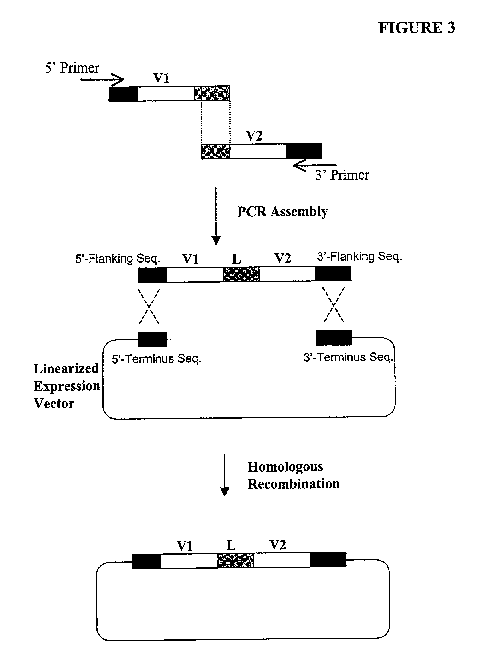 Generation of highly diverse library of expression vectors via homologous recombination in yeast