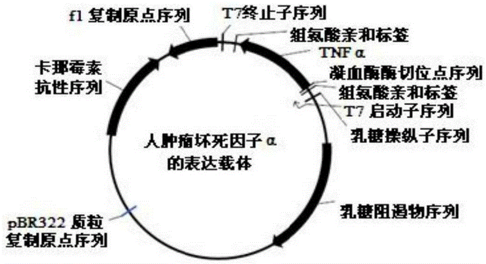 Conjugate of polyethylene glycol and tumor necrosis factor alpha or analogue of polyethylene glycol and tumor necrosis factor alpha and medical application of conjugate