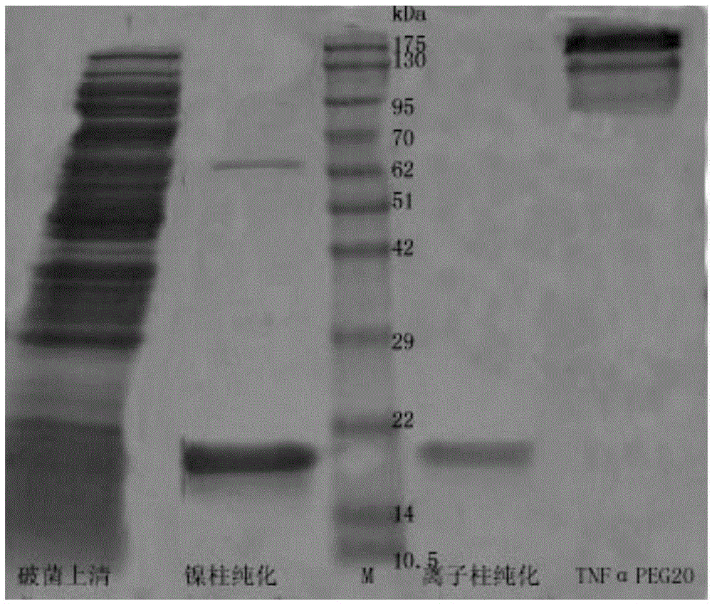 Conjugate of polyethylene glycol and tumor necrosis factor alpha or analogue of polyethylene glycol and tumor necrosis factor alpha and medical application of conjugate