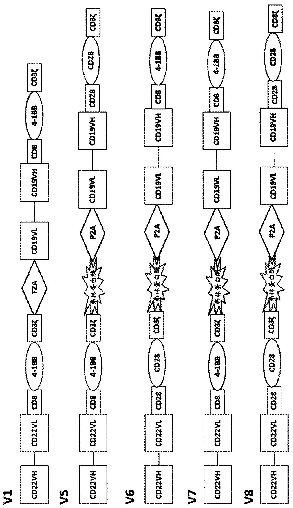 Bicistronic chimeric antigen receptors and their uses