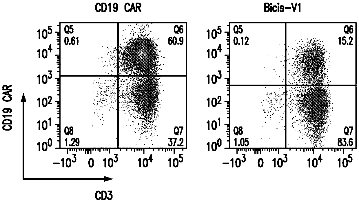 Bicistronic chimeric antigen receptors and their uses