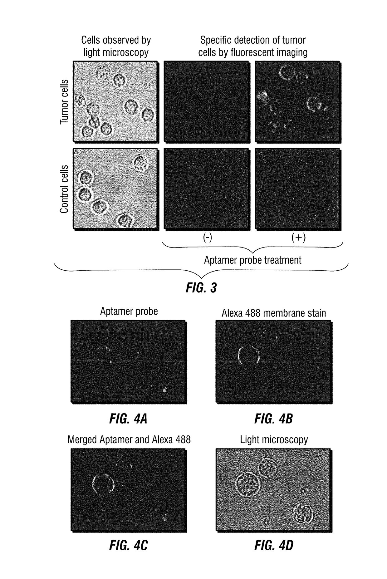 Multi-aptamer-based, cell-specific, one-step tumor cell detection assays