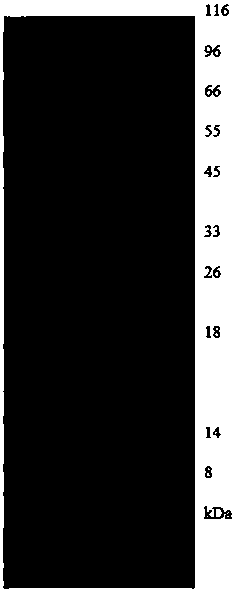 Zearalenone hydrolase ZHD101 mutant and method for hydrolyzing zearalenone by using same