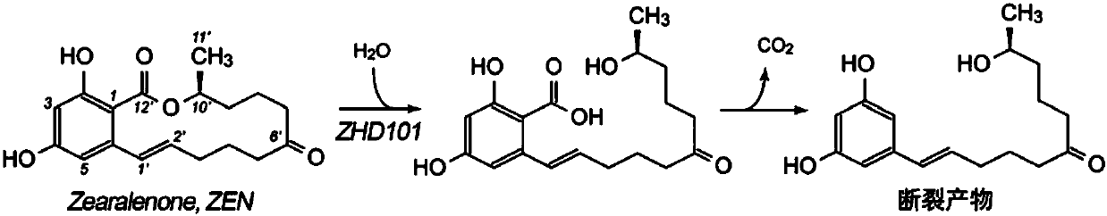 Zearalenone hydrolase ZHD101 mutant and method for hydrolyzing zearalenone by using same