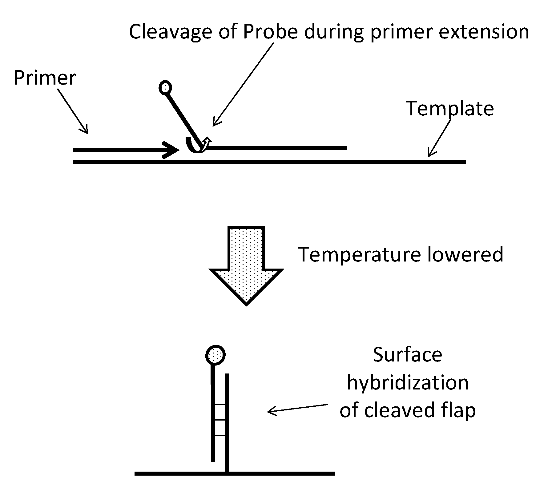 Quantitative, Highly Multiplexed Detection of Nucleic Acids