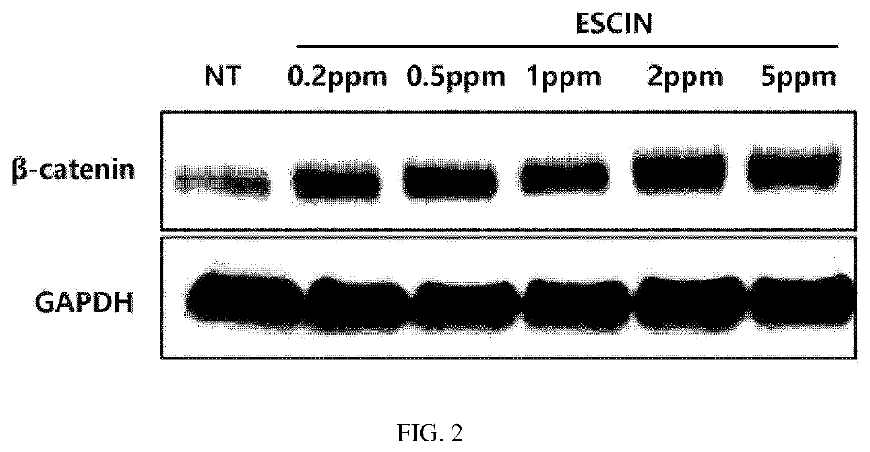 Composition For Preventing Hair Loss Or Promoting Hair Regrowth