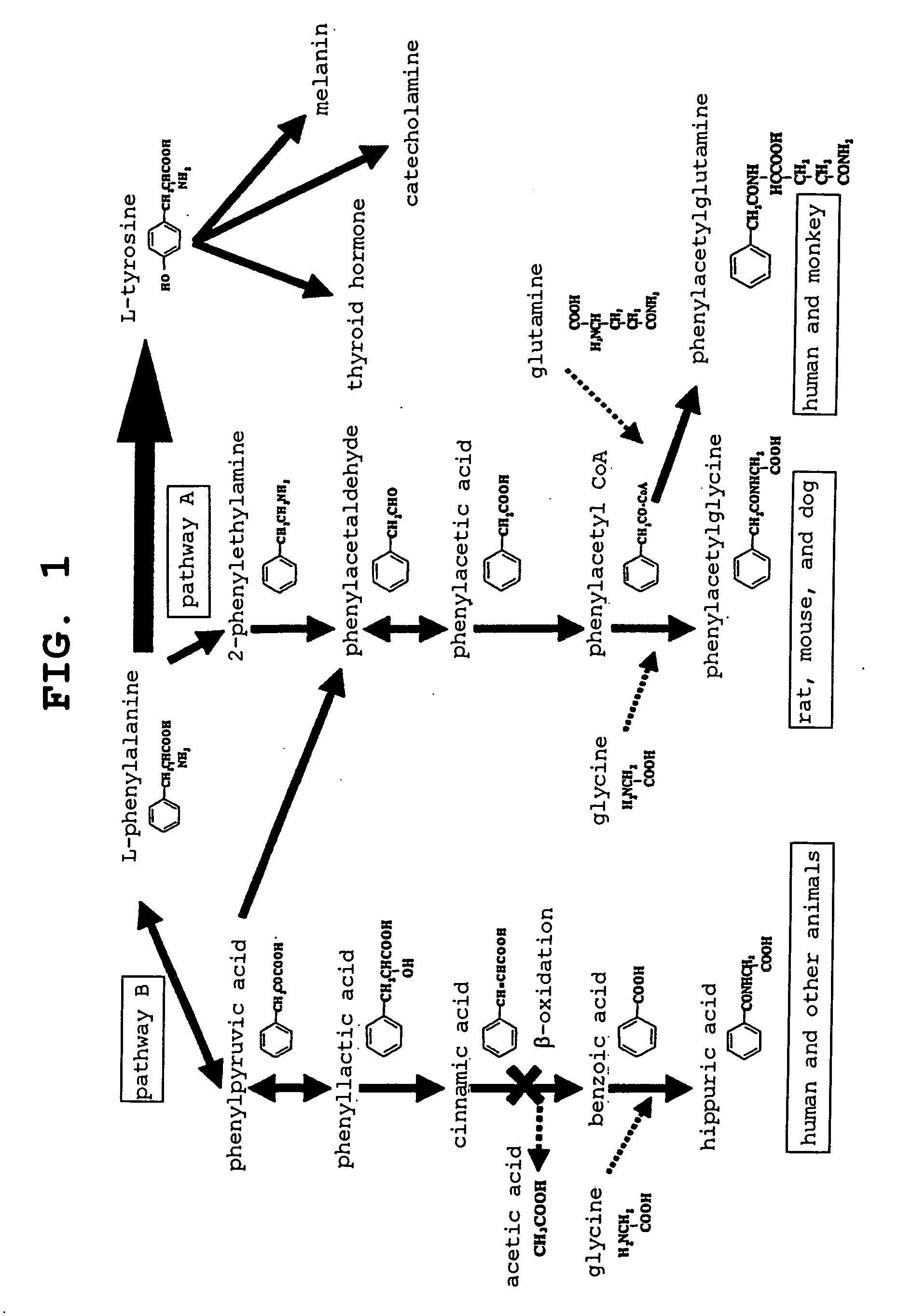 Prediction method for lipidosis