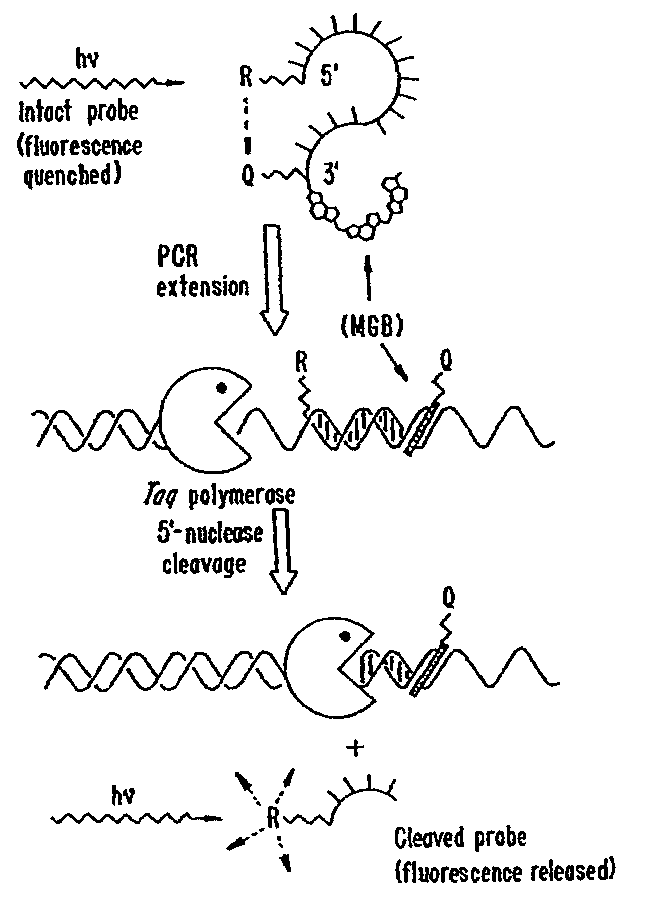 Fluorescent quenching detection reagents and methods