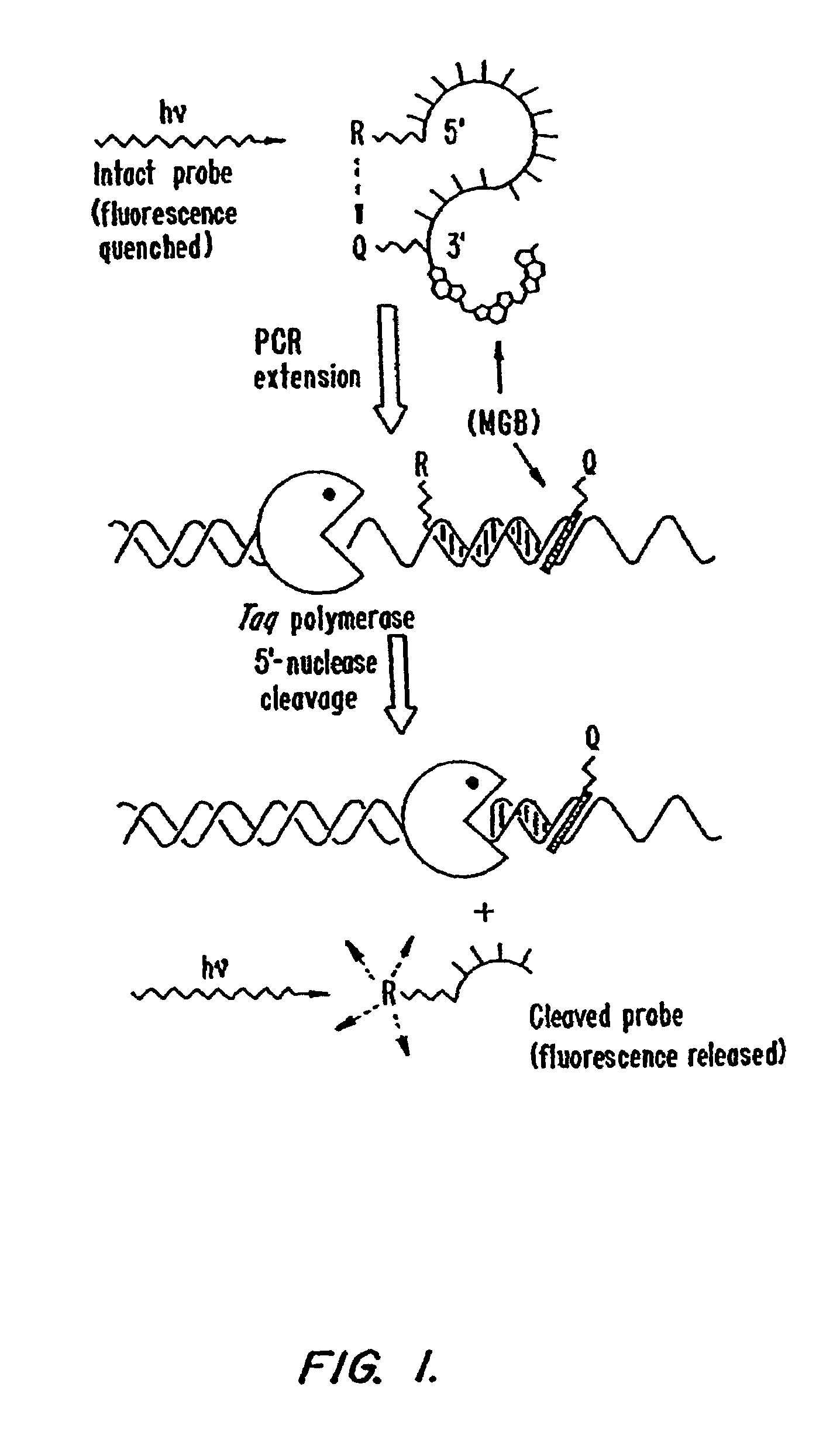 Fluorescent quenching detection reagents and methods