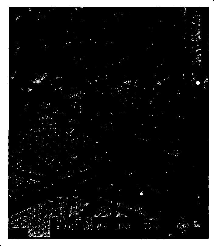 Tungstic oxide nano-wire and method for preparing tungstic oxide nano-wire ammonia sensitive sensor