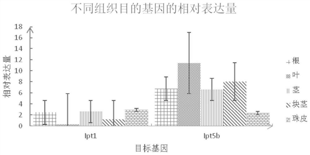 Reference gene for fluorescence quantification of different tissues of Chinese yam and primers and application thereof