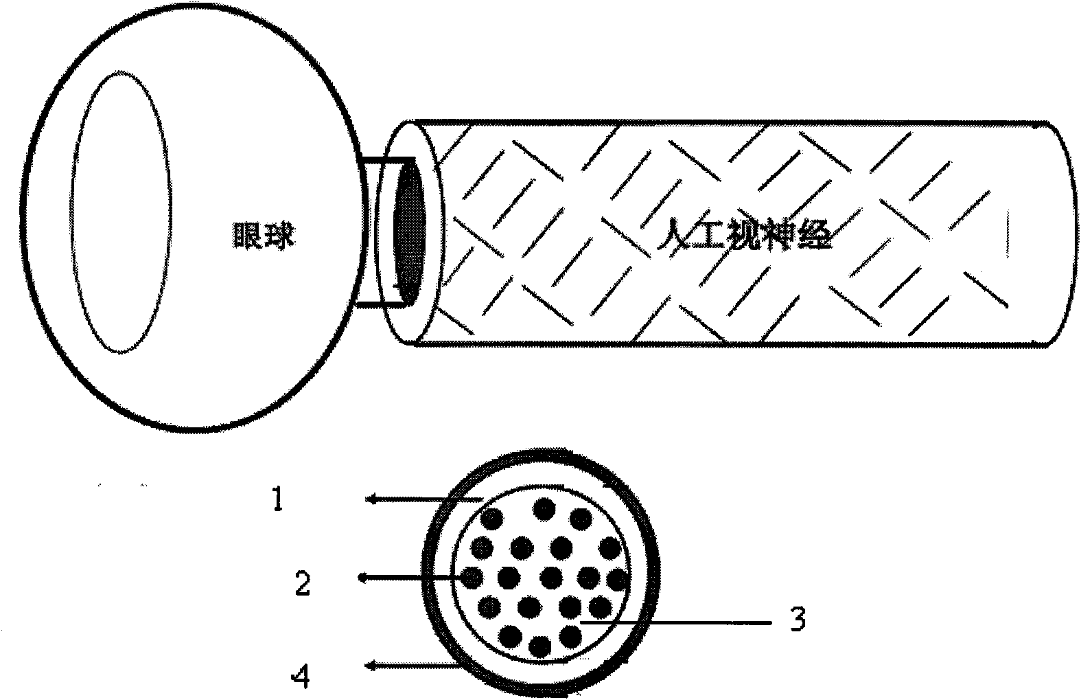 Tissue engineered artificial optic nerve conduit and preparation method thereof