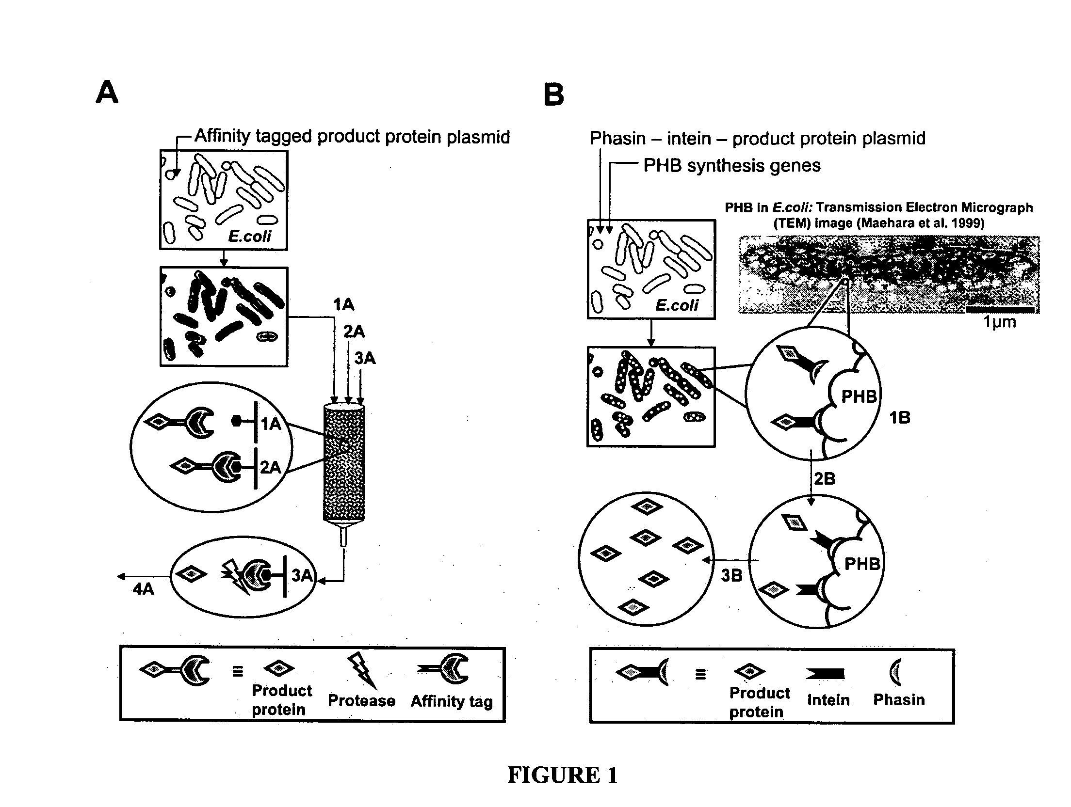 Intein-mediated protein purification using in vivo expression of an aggregator protein