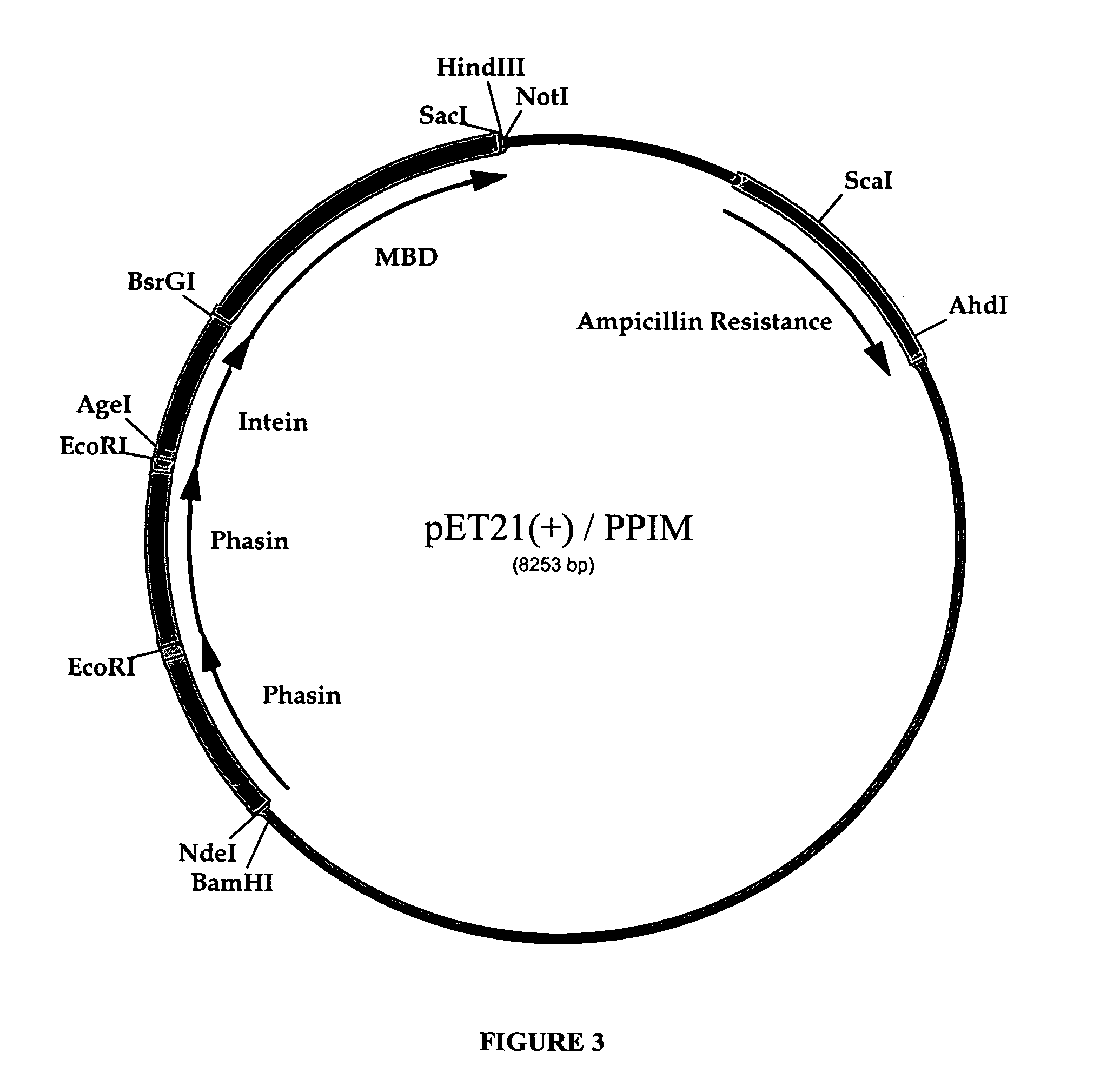 Intein-mediated protein purification using in vivo expression of an aggregator protein