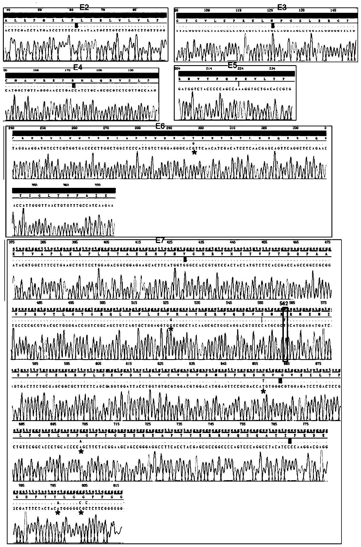 ABO gene haploid typing method and reagent